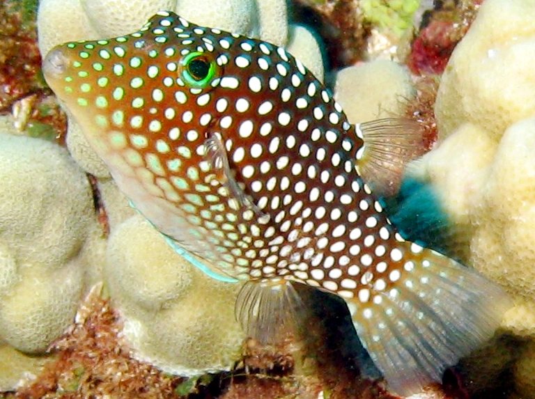 Canthigaster jactator